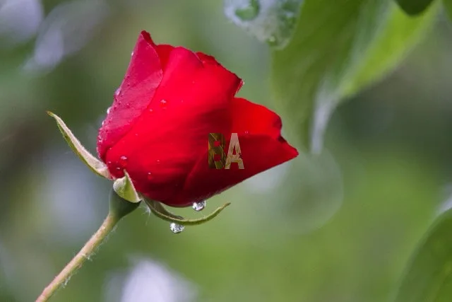 Rose rouge fermée