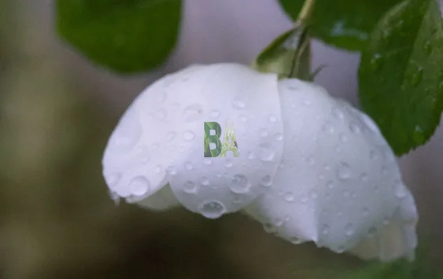 Rose blanche après la pluie