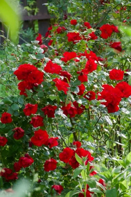 Rosier buisson rouge