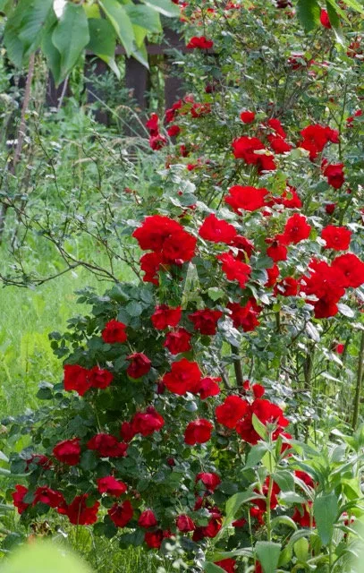 Rosier buisson