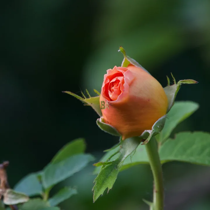 Bouton de rose orange à la tombé du jour