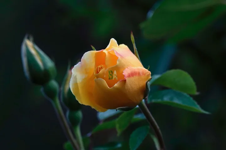 Bouton de rose orange