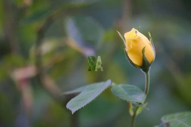 Rose jaune