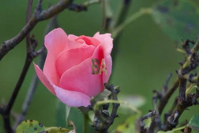 Rose rose