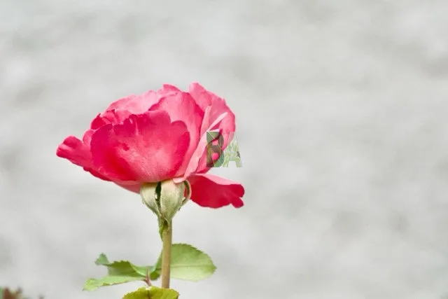 Rose le soir par temps chaud