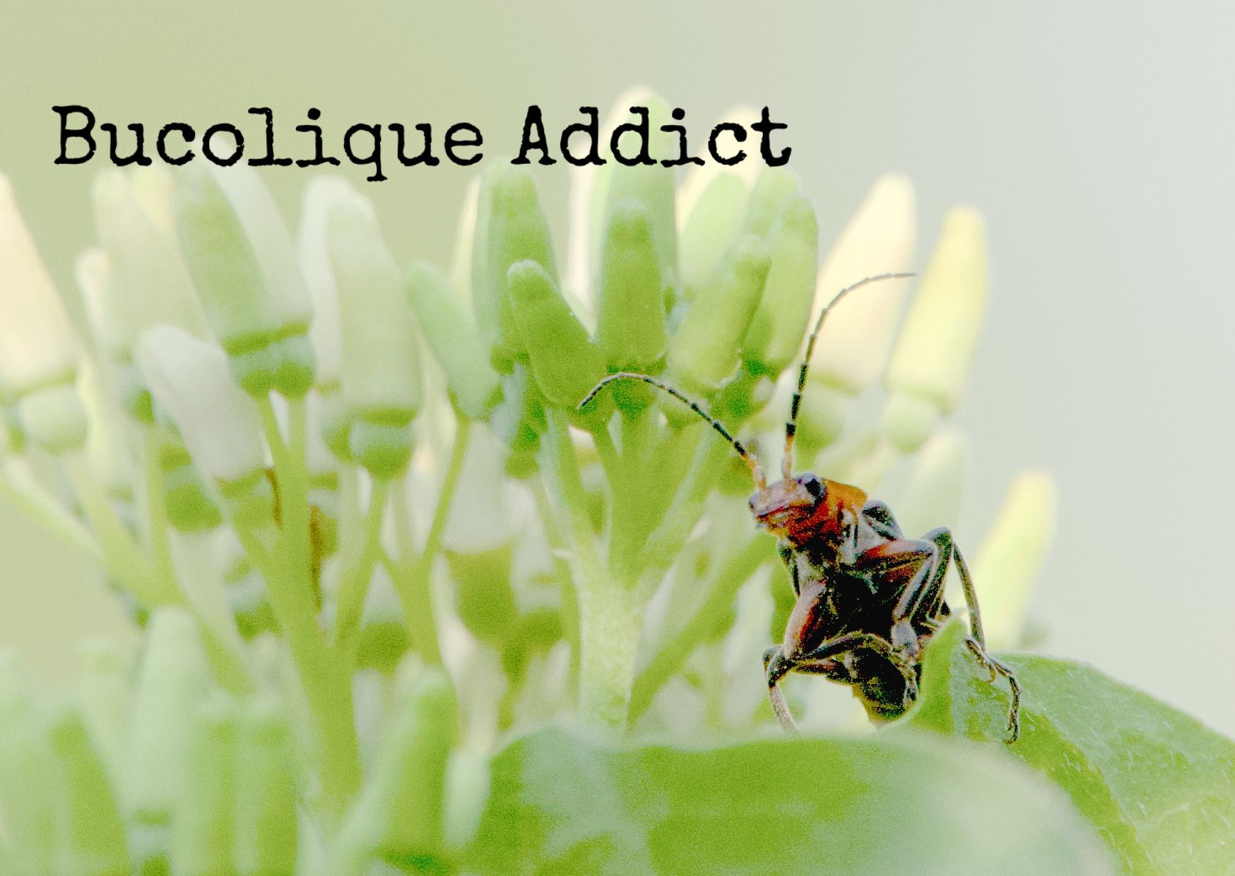 Carte postale Bucolique Addict