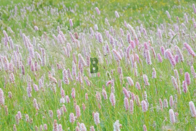 Prairie alpine de Renouée Bistorte en fleurs roses