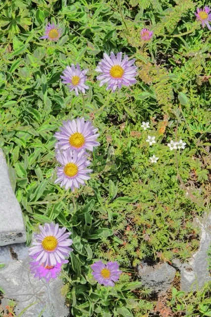Aster des Alpes cousine de Fred