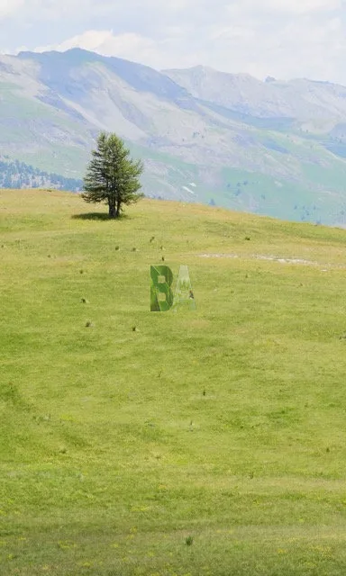 Arbre solo dans une prairie alpine en fleur
