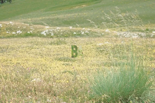 Prairie alpine à felurs jaunes dominantes