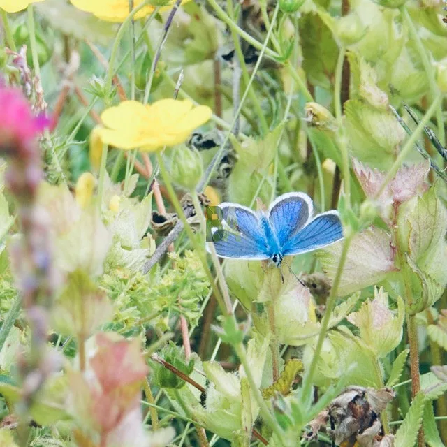 papillons bleu dans les herbes de la prairie alpine du sud vue de près