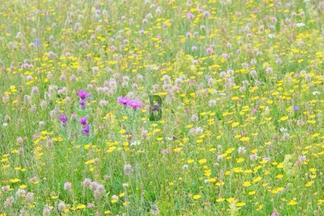 Tapis de fleurs des Alpes