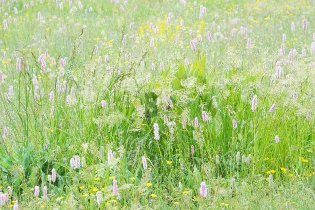 herbes hautes en fleurs en touffe dans une prairie alpine