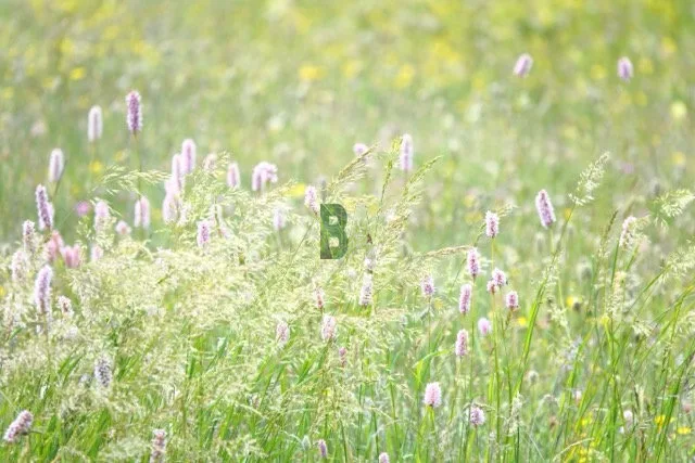 Jeu de lumière dans les herbes hautes de la prairie alpine du sud