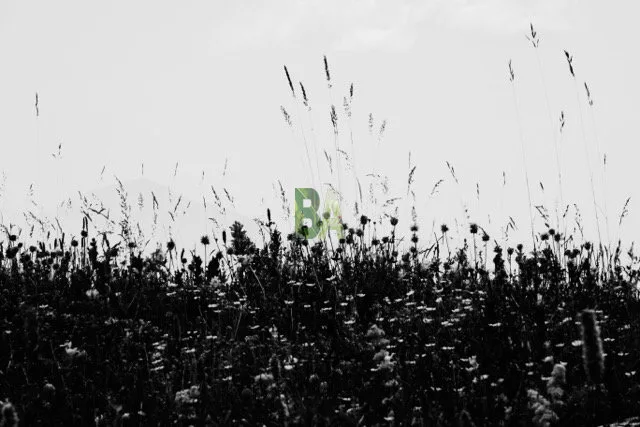 herbes de prairie alpine en contre jour en noir et blanc