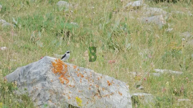 Traquet motteux perché sur un rocher dans les alpes du Sud