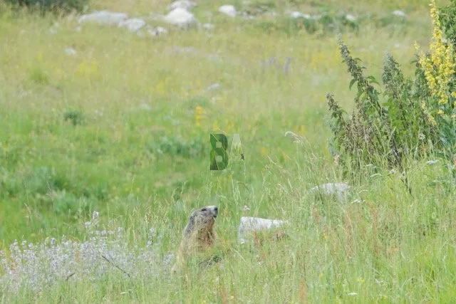 mamotte dans un près des alpes du sud en fleurs au mois de Juillet