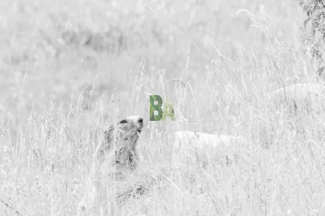 tete de marmotte qui surveille dans les herbes hautes de la prairie alpine du sud