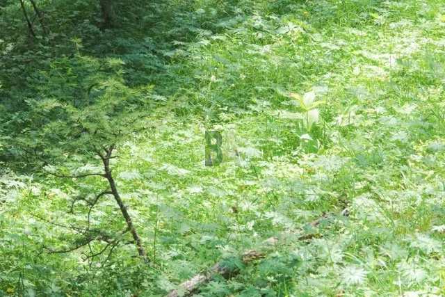 Sous bois verdoyant éclairé par des rayons de soliel qui traversent l'ombrage des branchages dans un mélézéen des alpes du sud