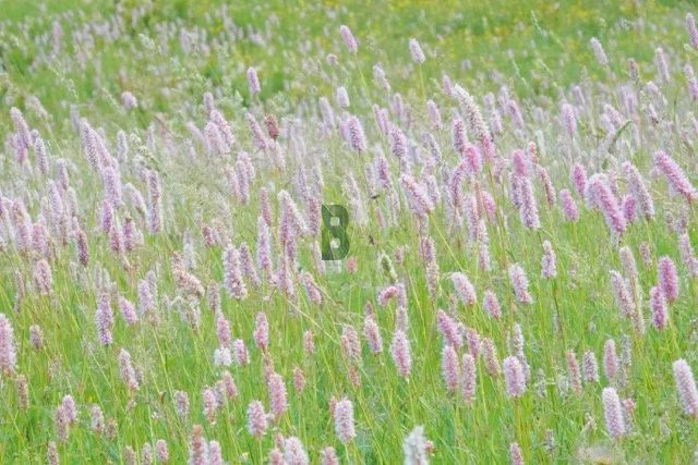 Prairie alpine de Renouée Bistorte en fleurs roses