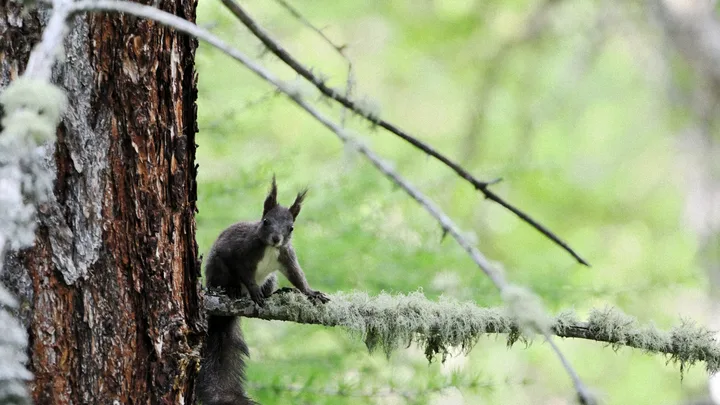 Ecureuil perché dans son arbre