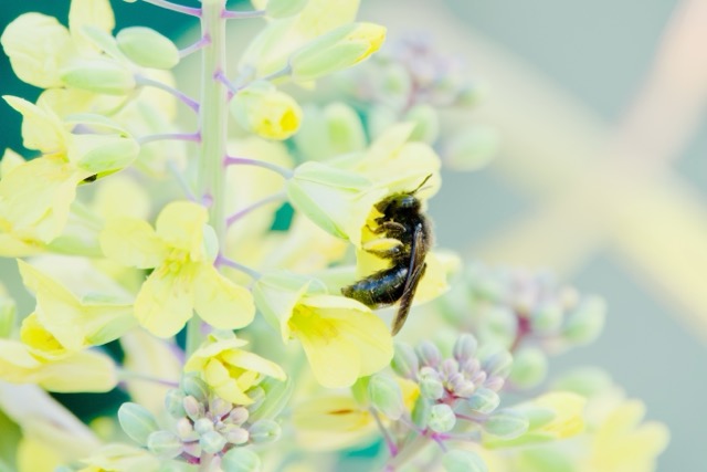 Abeille noire en train de butiner addicte aux fleurs aussi