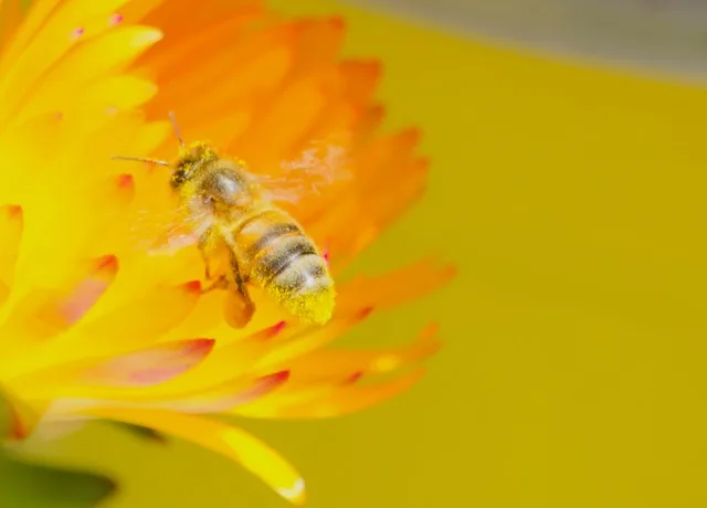 Abeille couverte de pollen