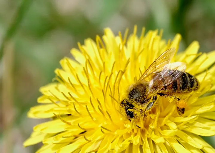 Abeille sur un Pissenlit