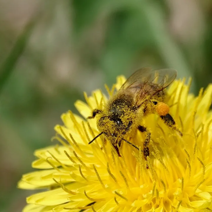 Abeille butine un Pissenlit