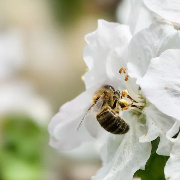 Abeille butine une fleur de Cerisier