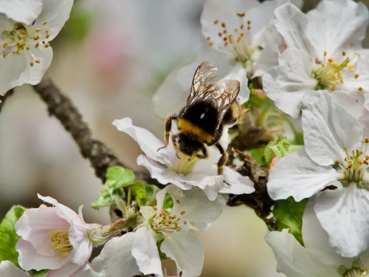Abeille qui butine
