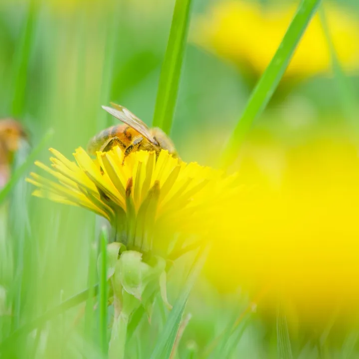 Abeille dans un près de Pissenlit jaune