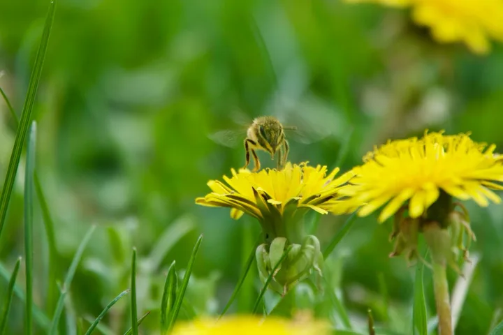 Abeille qui se pose sur un Pissenlit