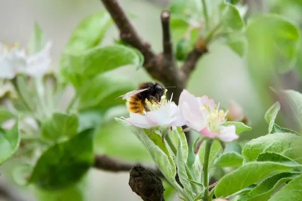 Abeille qui butine une fleur de Pommier