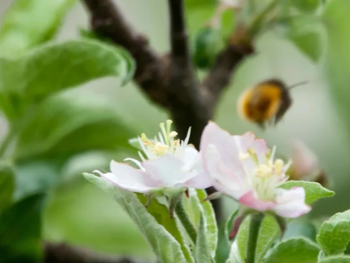 Abeille qui quitte une fleur