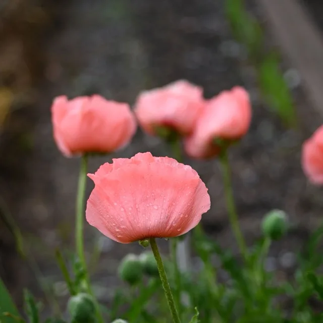 Coquelicot des champs