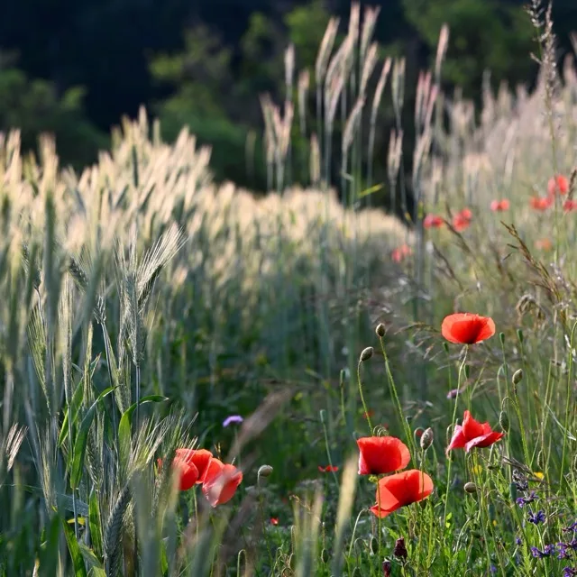 Coquelicots dans un champ de blé