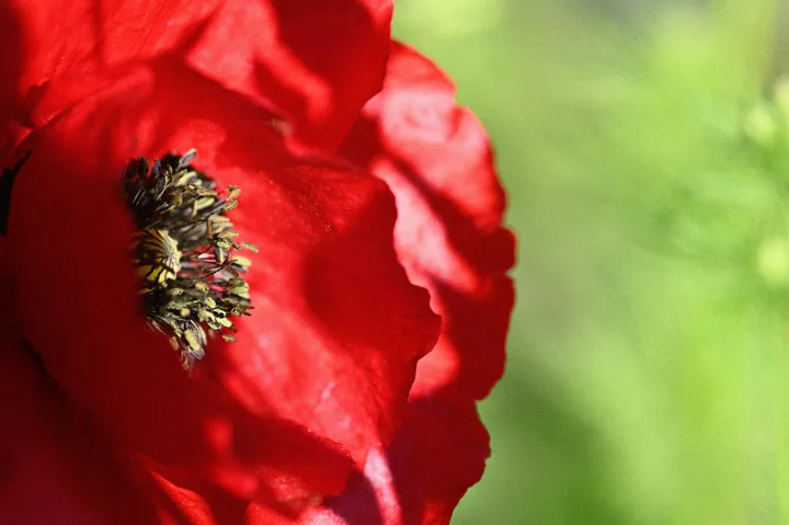 Coquelicot au petit matin