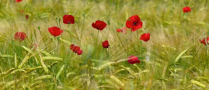 Coquelicot dans un champ de blé des Alpes du Sud