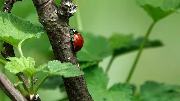 Coccinelle dans le cassissier au printemps