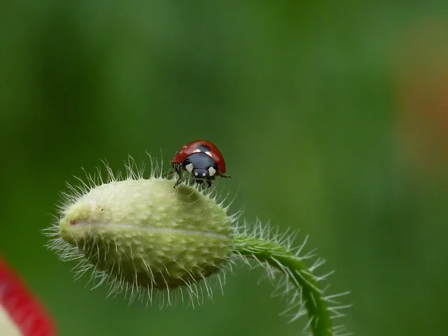 Coccinelle sur bouton de coquelicot fait la moue au photographe