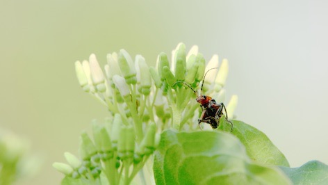 Gimini Criquet l'insecte a l'origine de Bucolique Addict