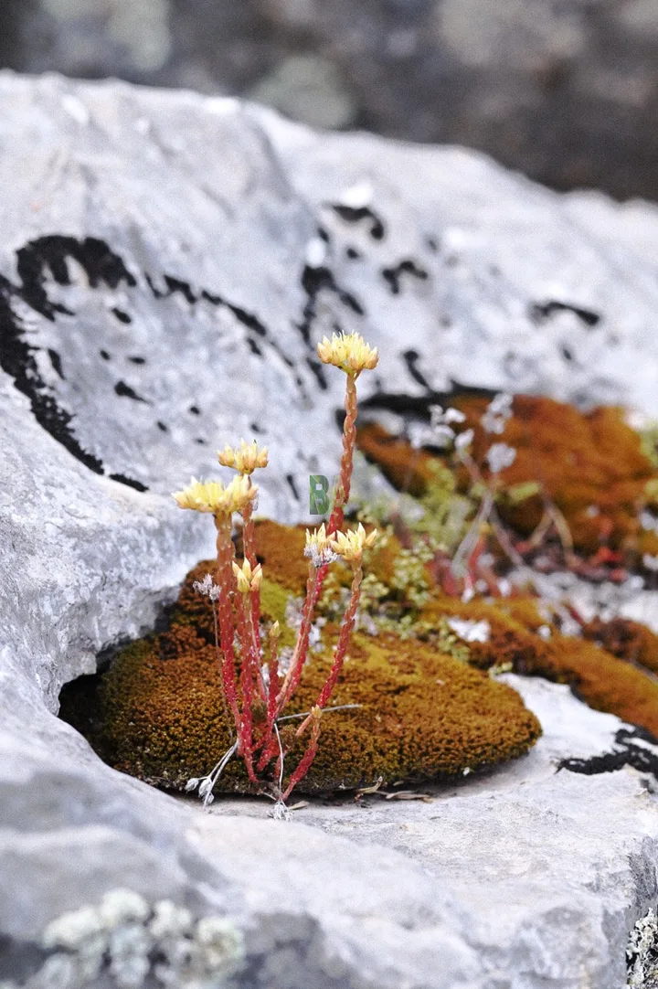 Mousse et fleurs colorées sur un bloc de calcaire