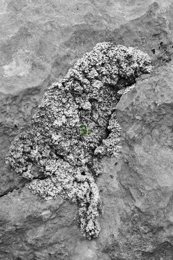 Lichen sur un bloc de calcaire qu dessine un animal couché